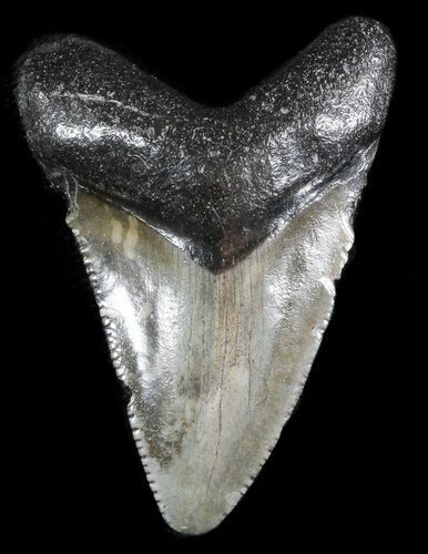Serrated Megalodon Tooth - South Carolina #47265